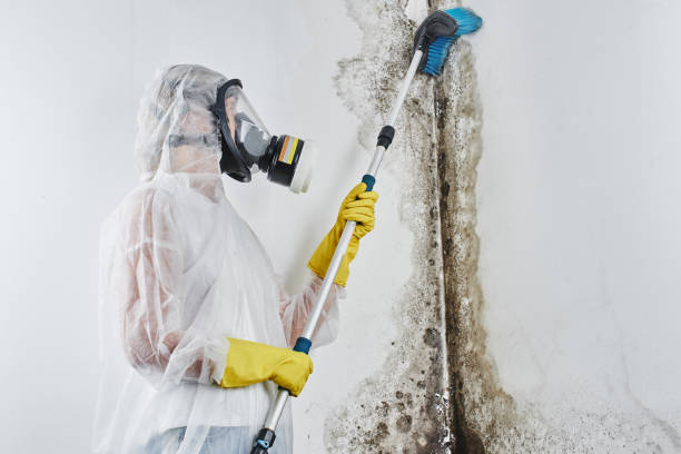 Best Post-Remediation Services in Mathews, VA