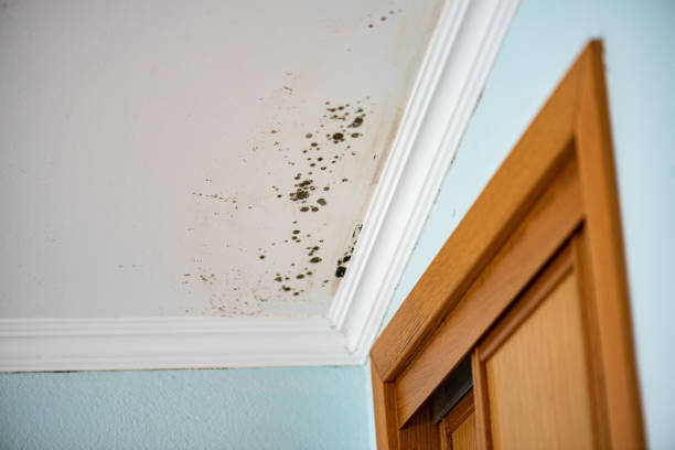 Best Residential Mold Remediation in Mathews, VA