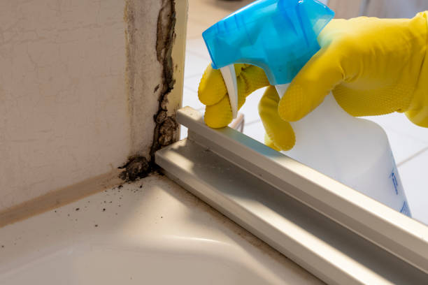 Best Bathroom Mold Remediation in Mathews, VA