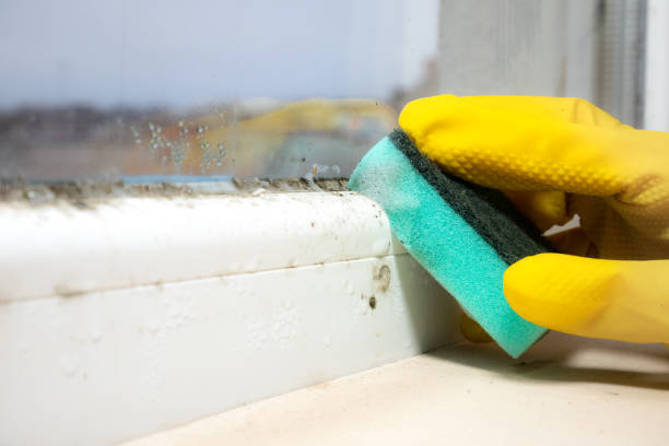 Best Residential Mold Remediation in Mathews, VA
