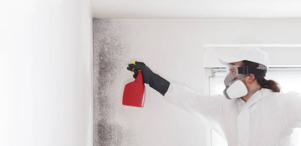 Best Residential Mold Remediation in Mathews, VA