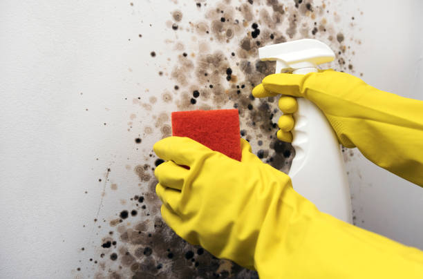 Reliable Mathews, VA Mold Remediation Solutions
