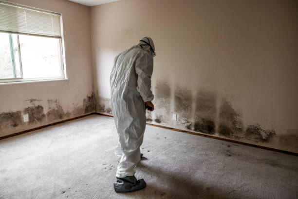 Best DIY Mold Remediation Support Services in Mathews, VA
