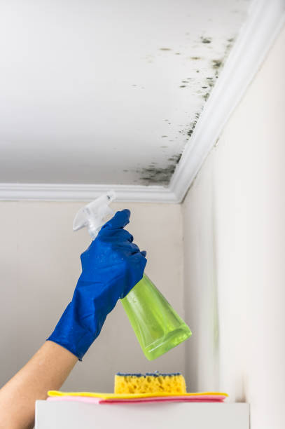 Best Mold Testing and Inspection Services in Mathews, VA